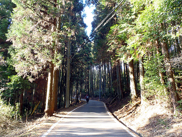 羽黒山林道（舗装林道）